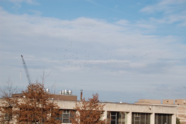 Birds flying. Photo by Katelyn Avery